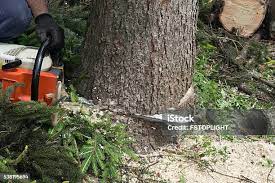 Best Commercial Tree Services  in Frederickson, WA