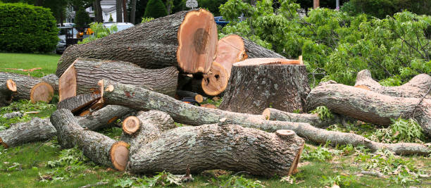 Professional Tree Care in Frederickson, WA