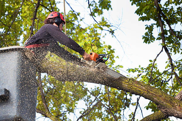 Mulching Services in Frederickson, WA