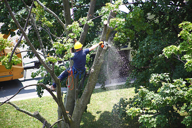 Best Tree Preservation Services  in Frederickson, WA